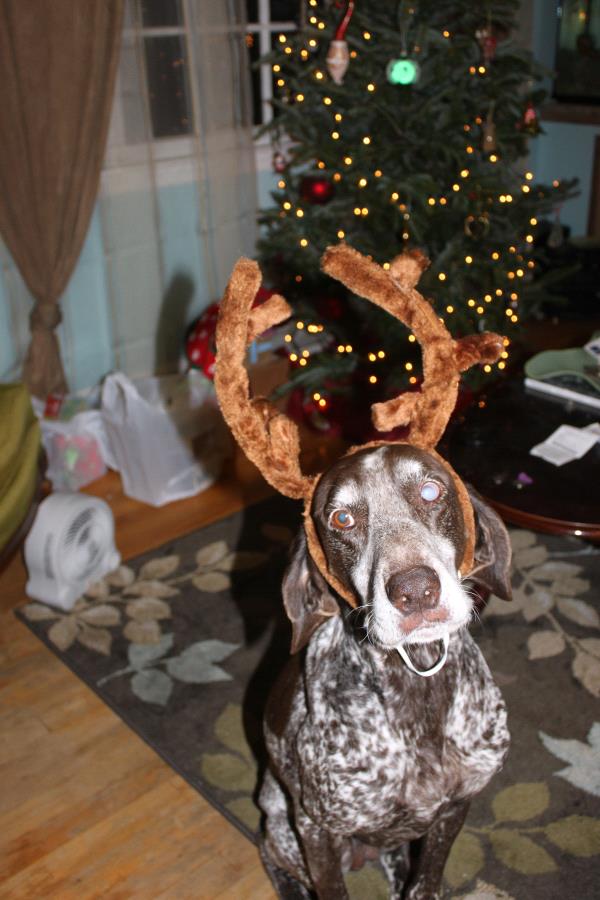 /Images/uploads/Southeast German Shorthaired Pointer Rescue/segspcalendarcontest2018/entries/9197thumb.jpg
